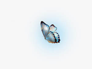 Glow Butterfly Png - Molduras