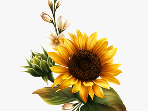 Sunflower Watercolor Png - Real Sunflower Transparent Background