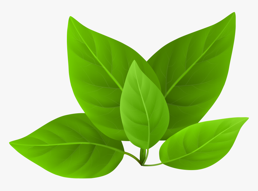 Green Leaves Png Transparent Ima