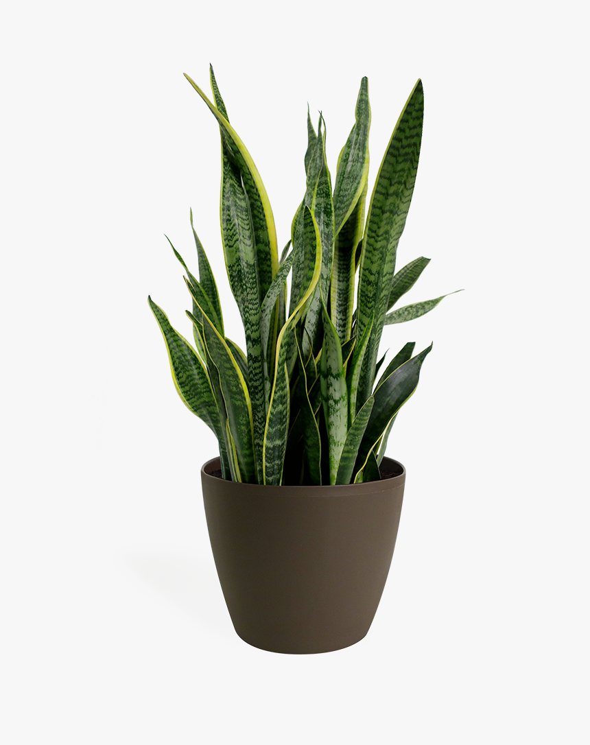 Snake Plant Png