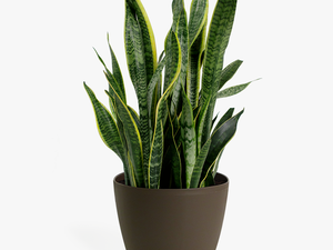 Snake Plant Png