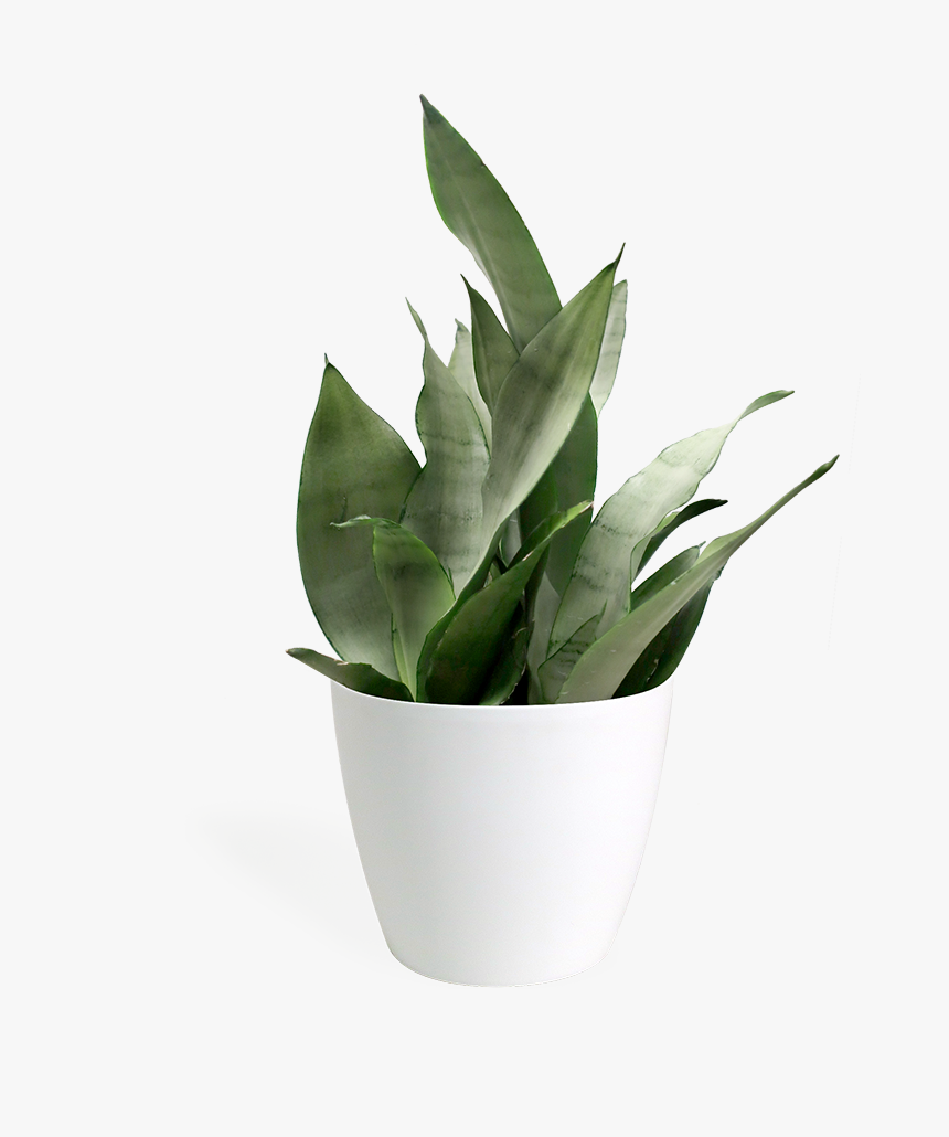 Sansevieria Moonshine Small - Transparent Small Plant Png