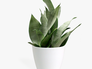 Sansevieria Moonshine Small - Transparent Small Plant Png