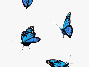 Transparent Butterfly Flying Gif