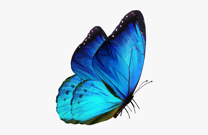Editing Butterfly Png Download -