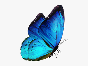 Editing Butterfly Png Download - Butterfly Png For Editing