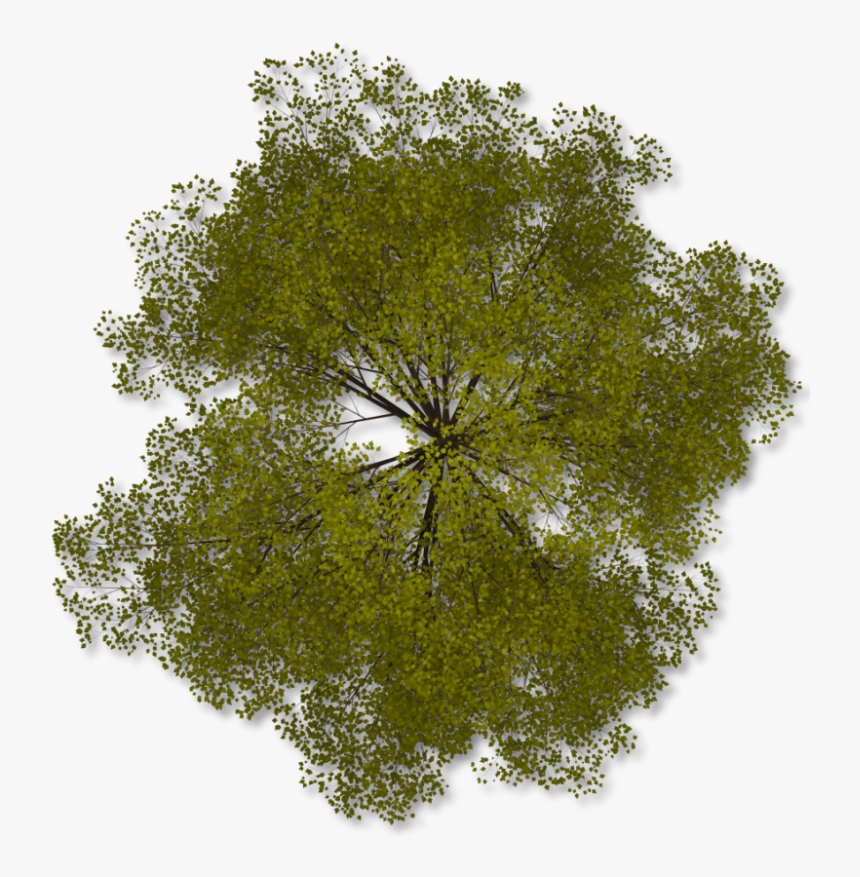 Tree Png Top View Transparent Tr