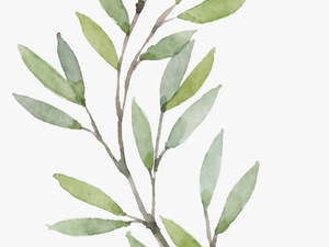 Violin Png Watercolor - Watercolor Olive Leaf Png