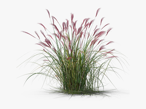 Transparent Ornamental Grass Png