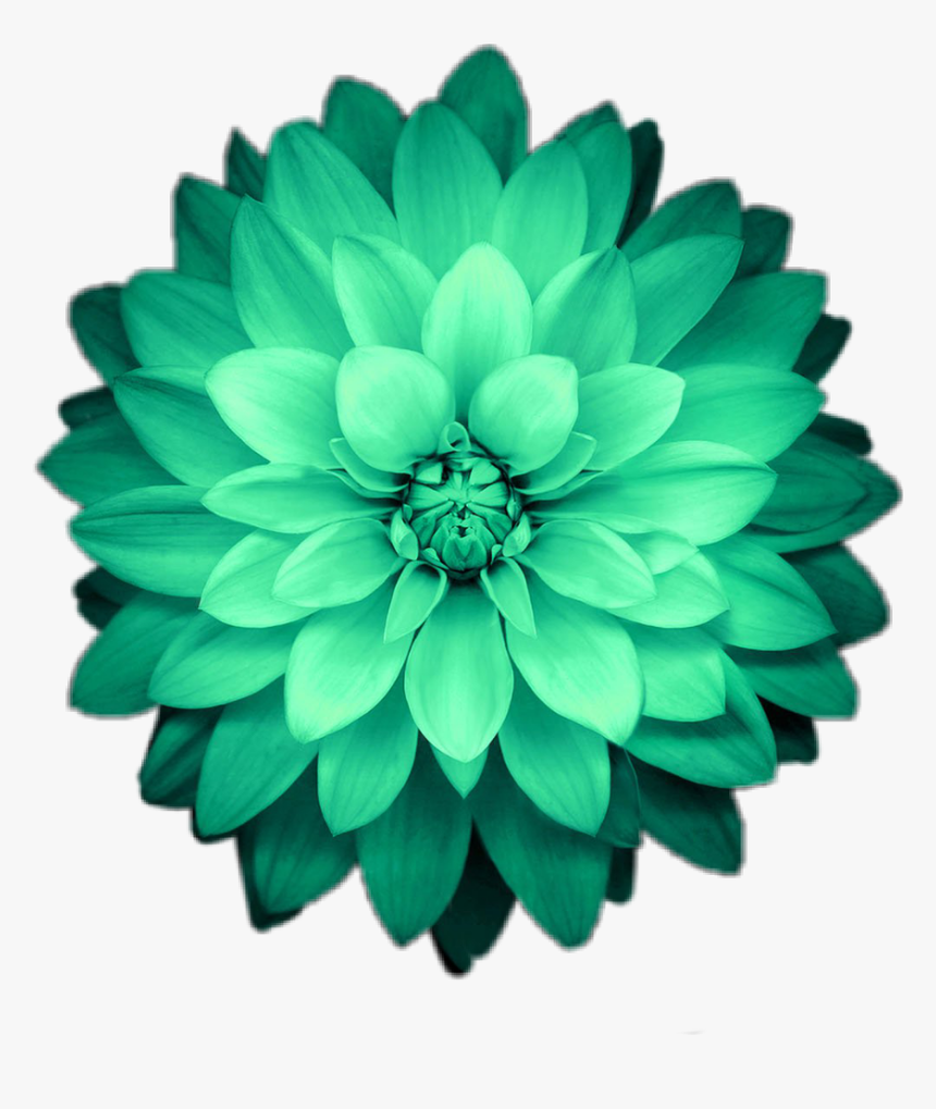 Transparent Green Flower Png - P