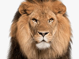 Lion Face White Background 