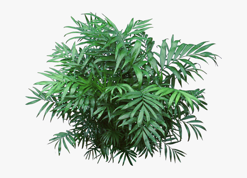 Jungle Plant Png - Transparent J