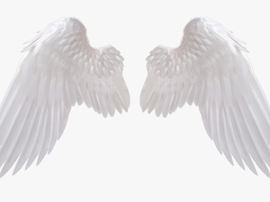 Angel Wings Png Download Image 1 Vector