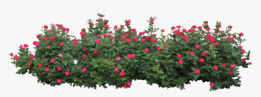 Flower Plant Top View Png - Bushes Png