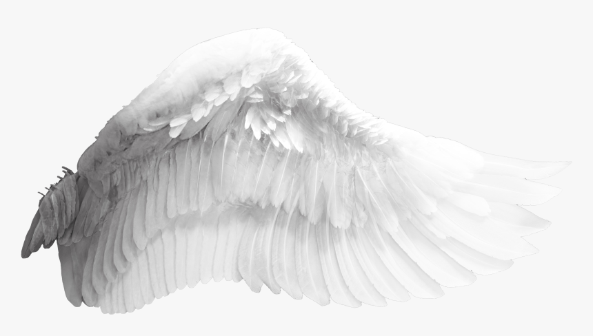 Wing Download Bird - Wings Trans