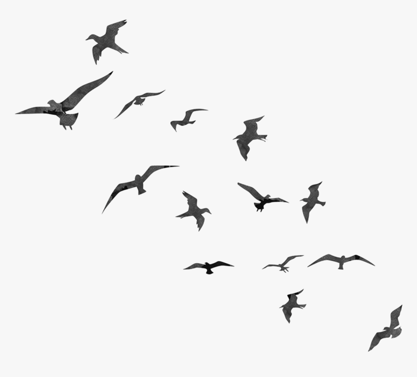 Bird Flight Swallow Flock - Tran