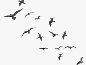 Bird Flight Swallow Flock - Transparent Birds Flying Silhouette