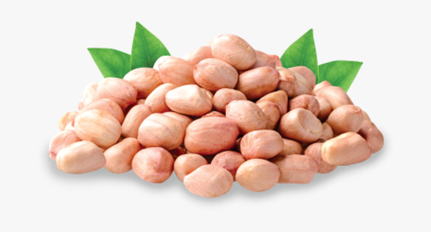 Peanut Groundnuts Png
