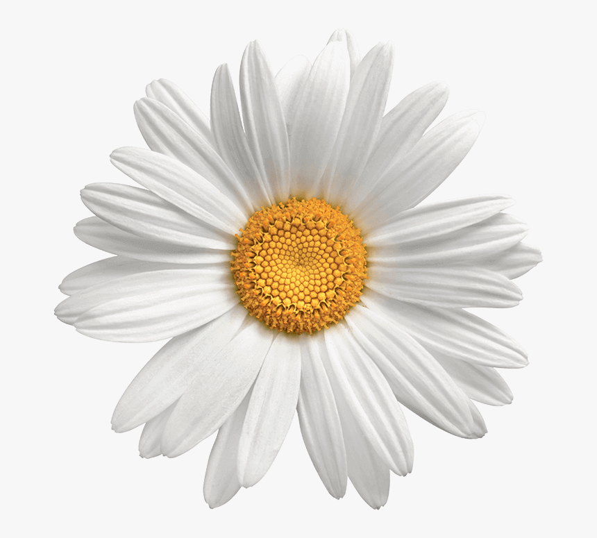 Daisy Flowers Png Photo Backgrou