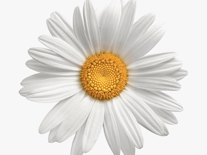 Daisy Flowers Png Photo Background - Daisy Flower No Background