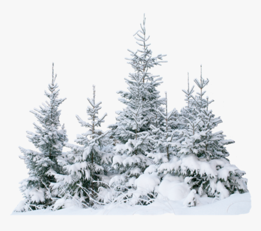 Terrieasterly Snow Snowtree Trees Tree Forest Ice Natu - Transparent Snow Tree Png