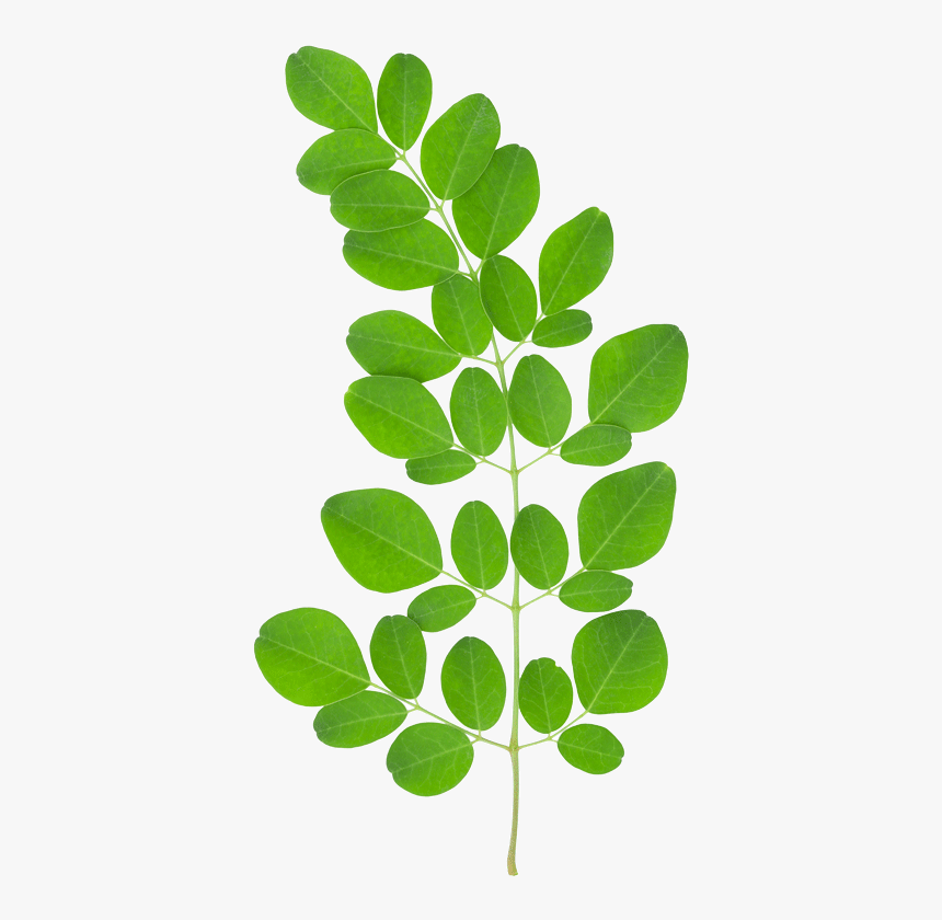 Tree Leaves Png - Moringa Benefi