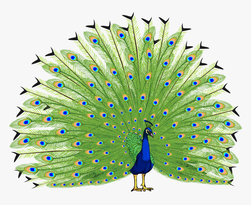 Proud As A Peacock - Peacock Png