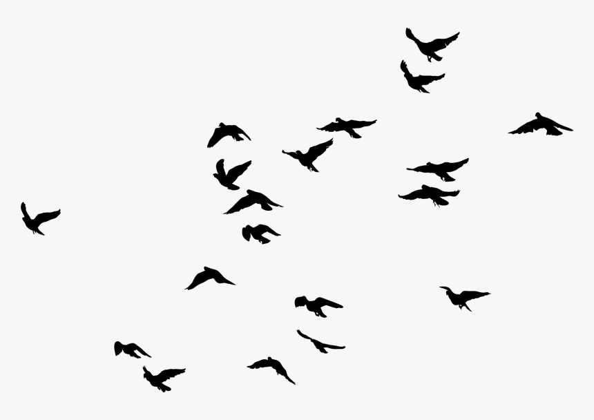 Birds Transparent Image - Birds Black And White Png
