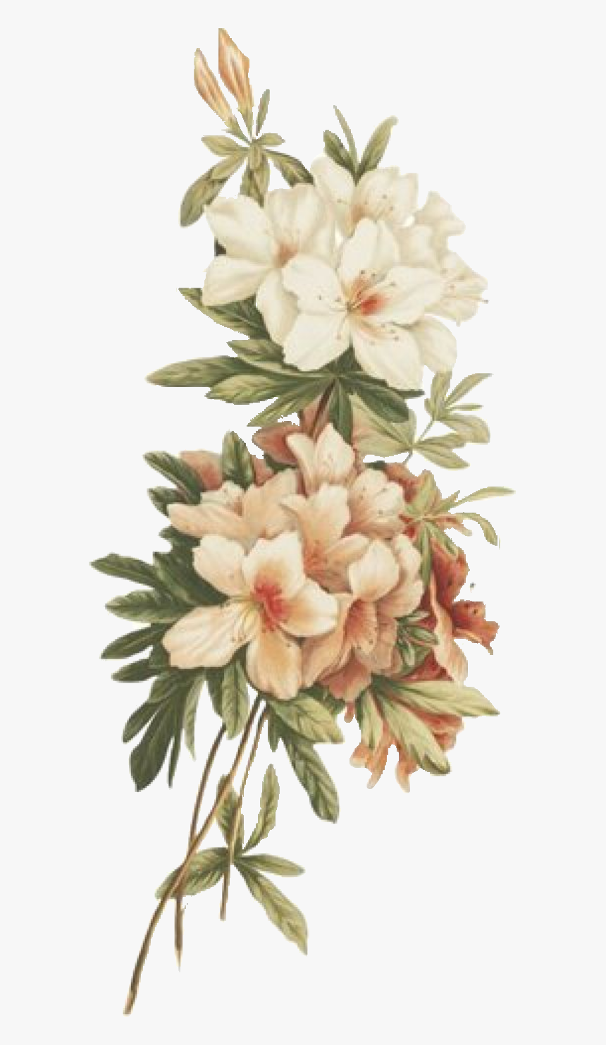 #flower #kpop #retro #vintage #tumblr #overlays #background - White Flower Vintage Png