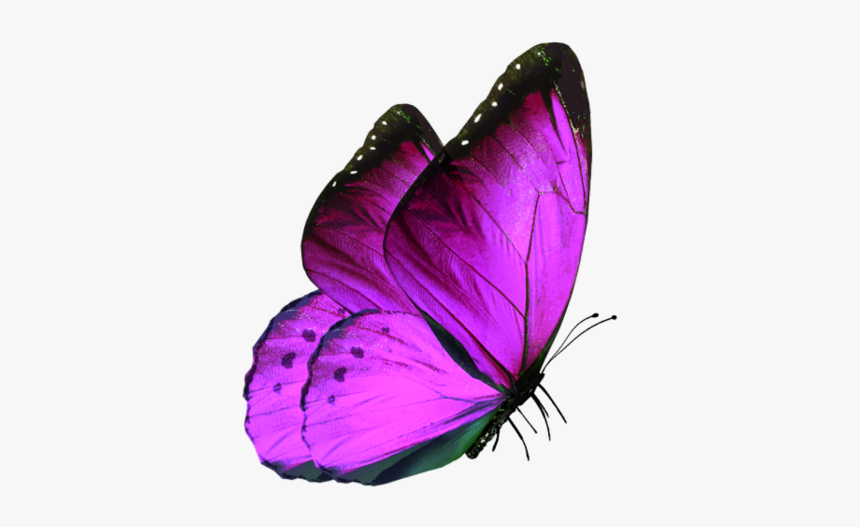 #purple #butterfly #summer - But