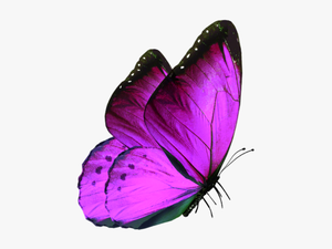 #purple #butterfly #summer - Butterfly Png Images Download