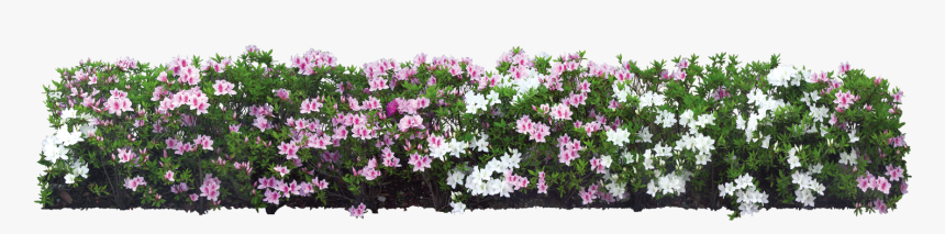 Download Plant Flower Shrub Tree