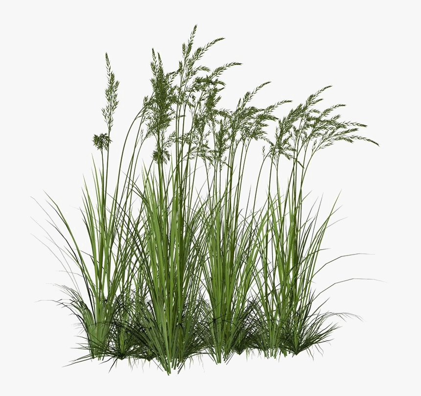 Long Grass Png Image Background 