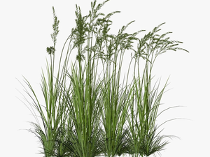 Long Grass Png Image Background - Long Grass Png