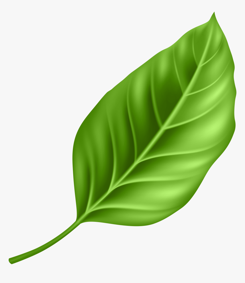 Paan Leaf Png