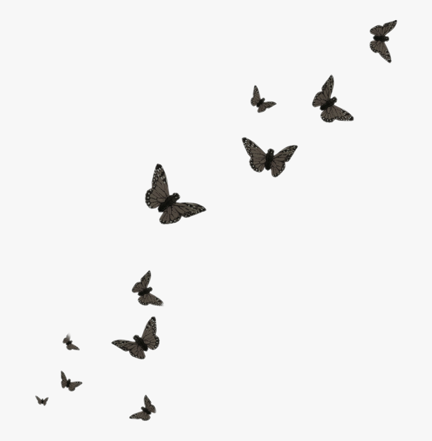 #butterfly #black #butterflies - Flying Butterflies Transparent Background