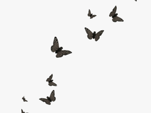 #butterfly #black #butterflies - Flying Butterflies Transparent Background