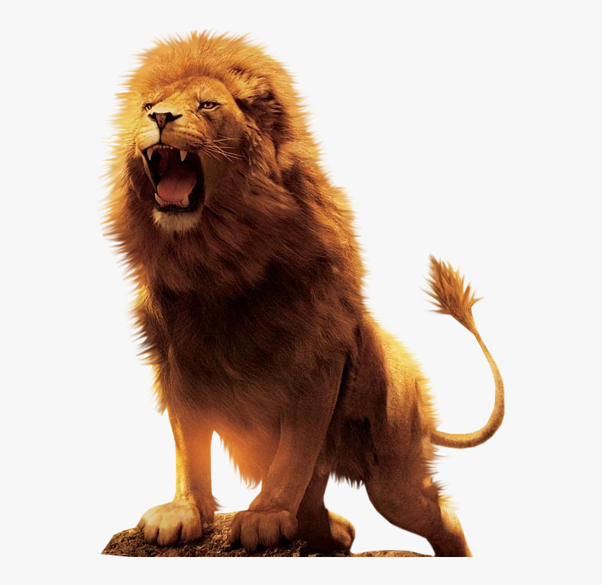 Aslan Lion Desktop Wallpaper Dow