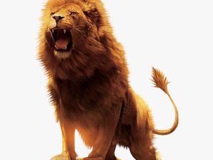 Aslan Lion Desktop Wallpaper Download - Lions Png
