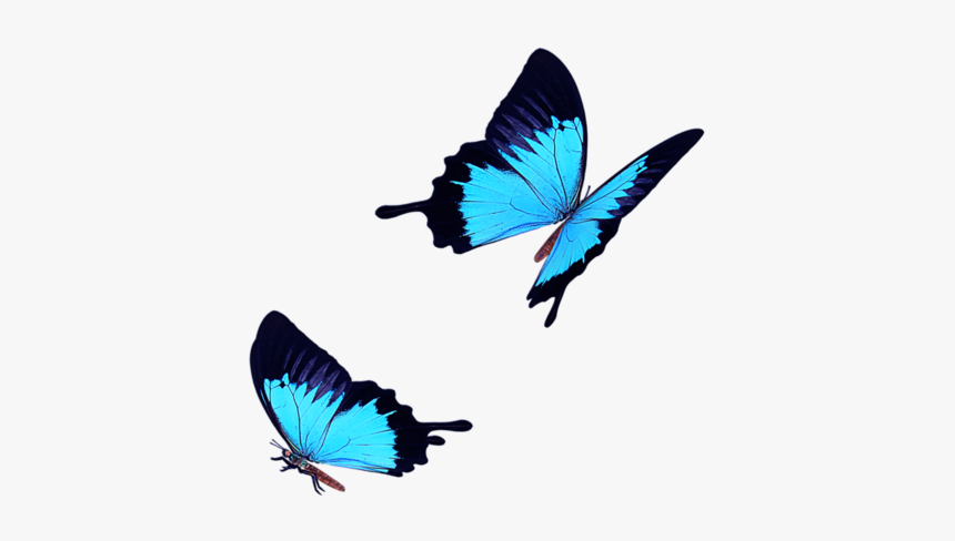 Light Blue Butterfly Fly Png Dow