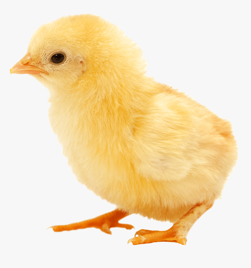 Transparent Baby Chicken Clipart