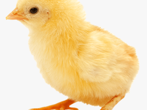 Transparent Baby Chicken Clipart - Chick Png