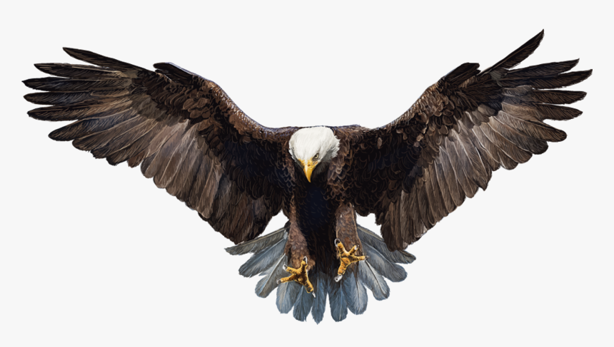 Falcon Png Photo - Transparent Background Eagle Png