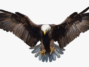 Falcon Png Photo - Transparent Background Eagle Png