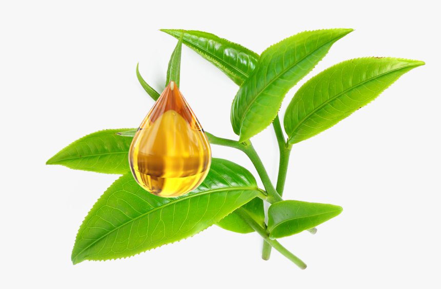 Transparent Tea Tree Oil Png