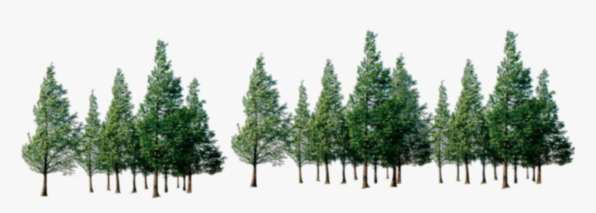 Trees Png Download - Forest Of Trees Png