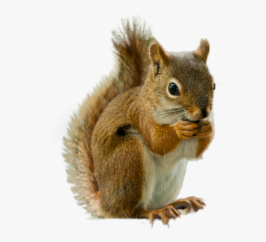 Squirrel Png Image - Transparent