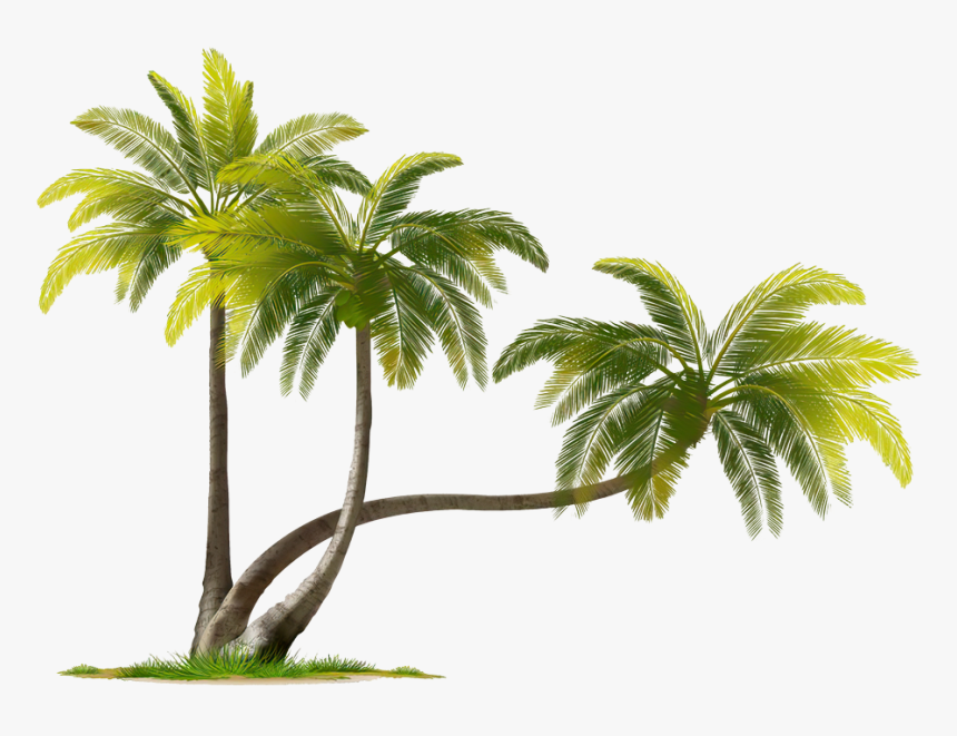 Coconut Tree Png Download Image 
