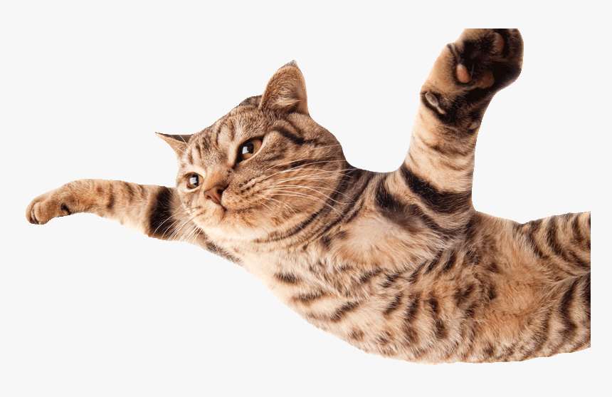 Transparent Flying Cat Png - Fly