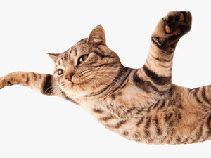 Transparent Flying Cat Png - Flying Cat No Background